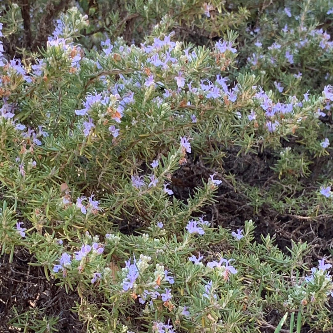 rosemary in the garden