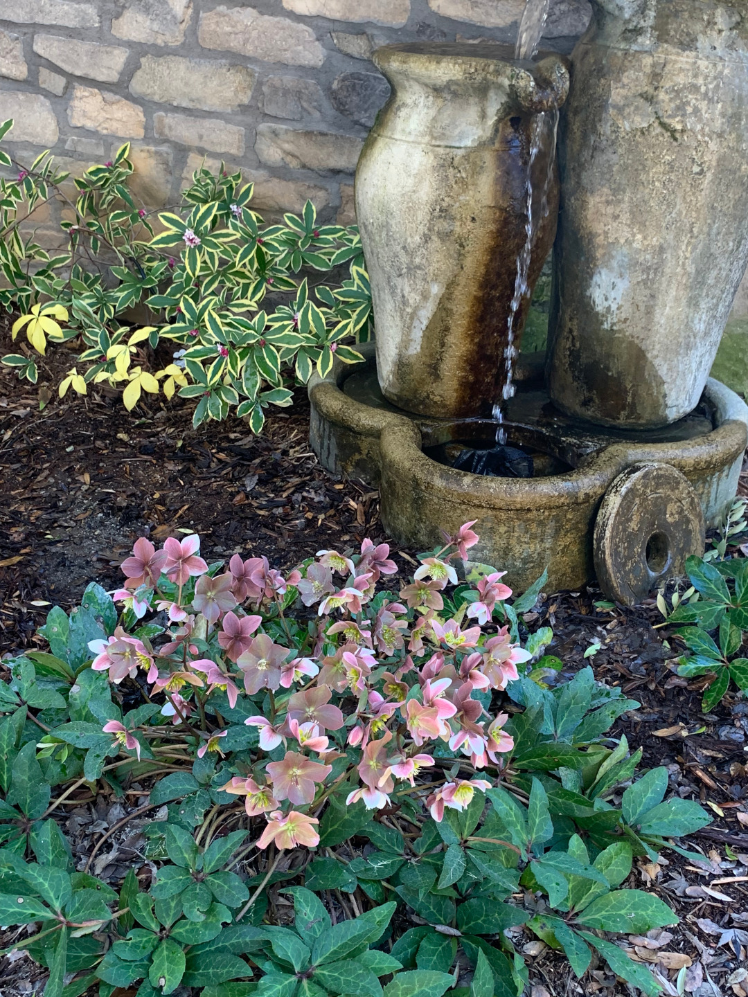 pink flowers growing in front of a water feature and a variegated plant