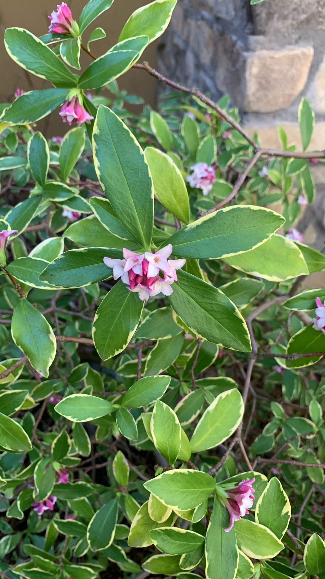 plant with pink flowers and variegated foliage