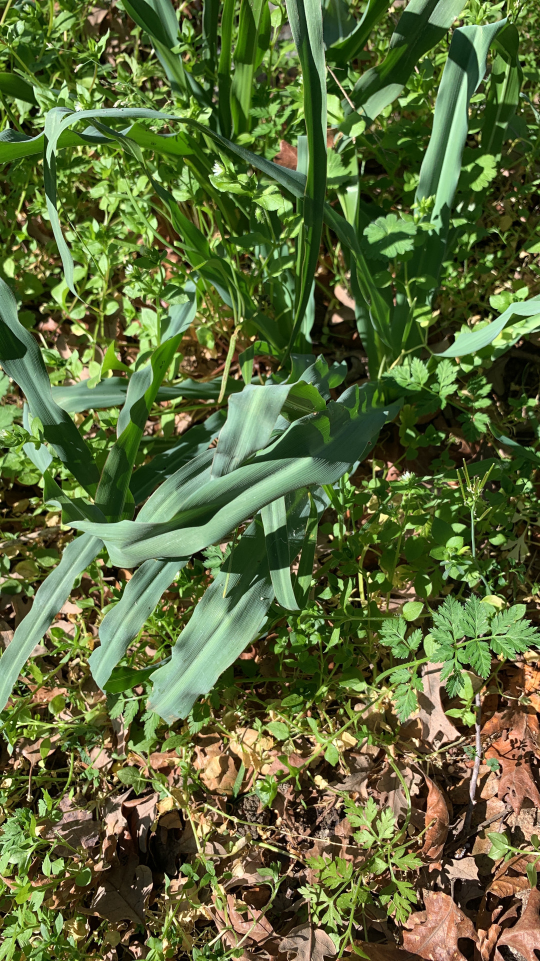 soap plant foliage