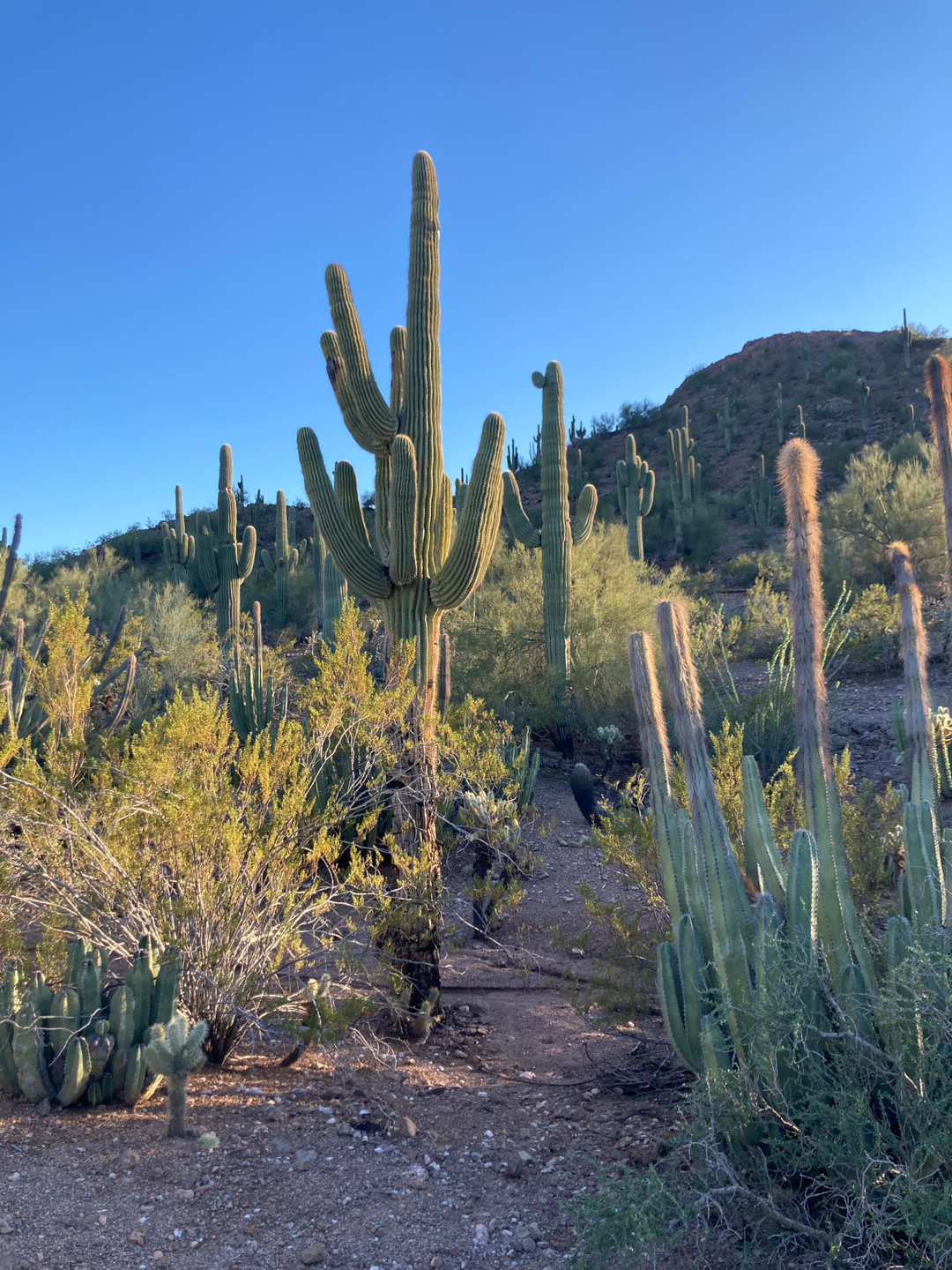 botanical garden full of cacti