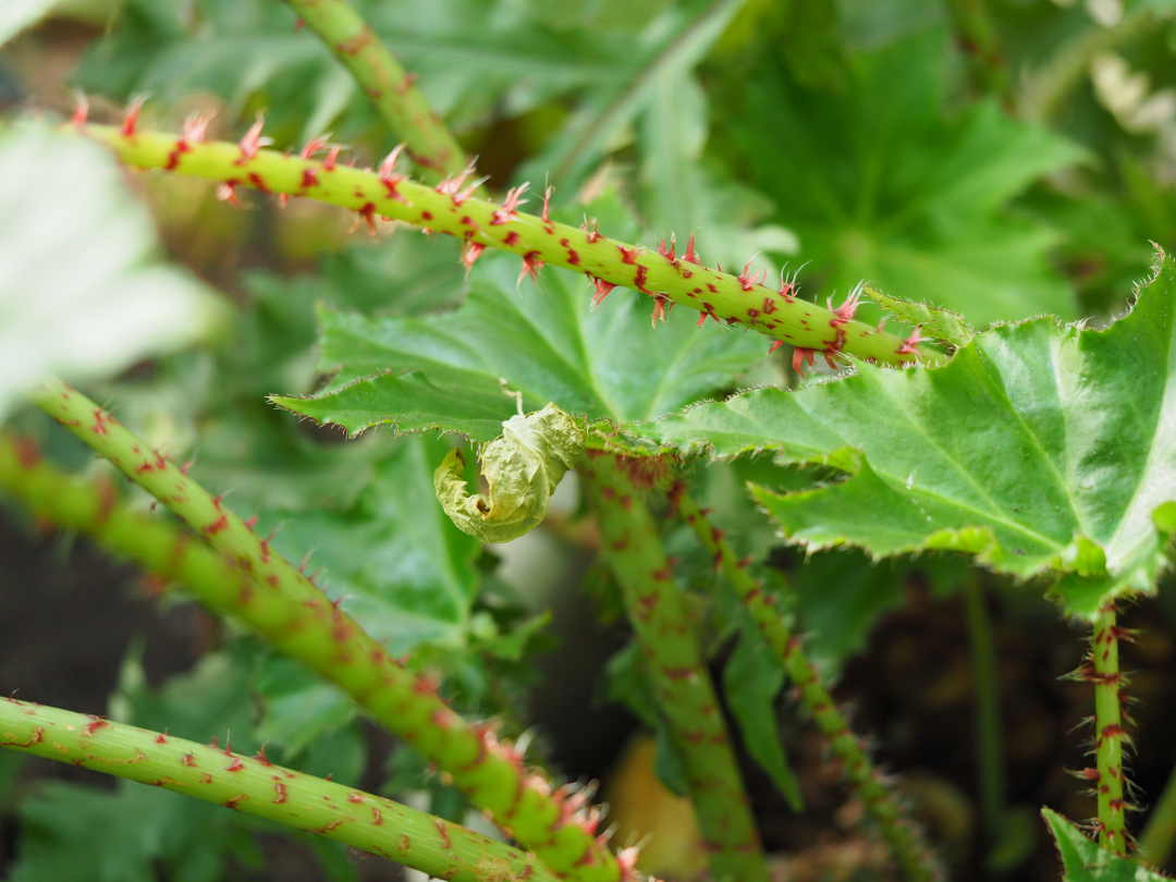 red details on plant stems