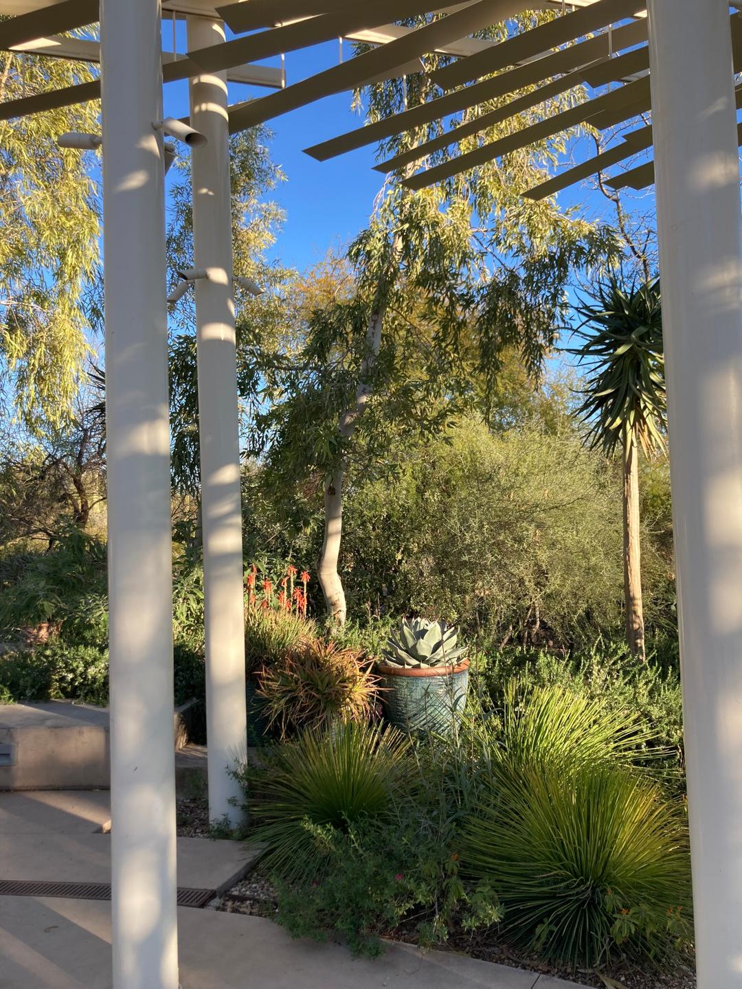 patio looking out on a desert garden