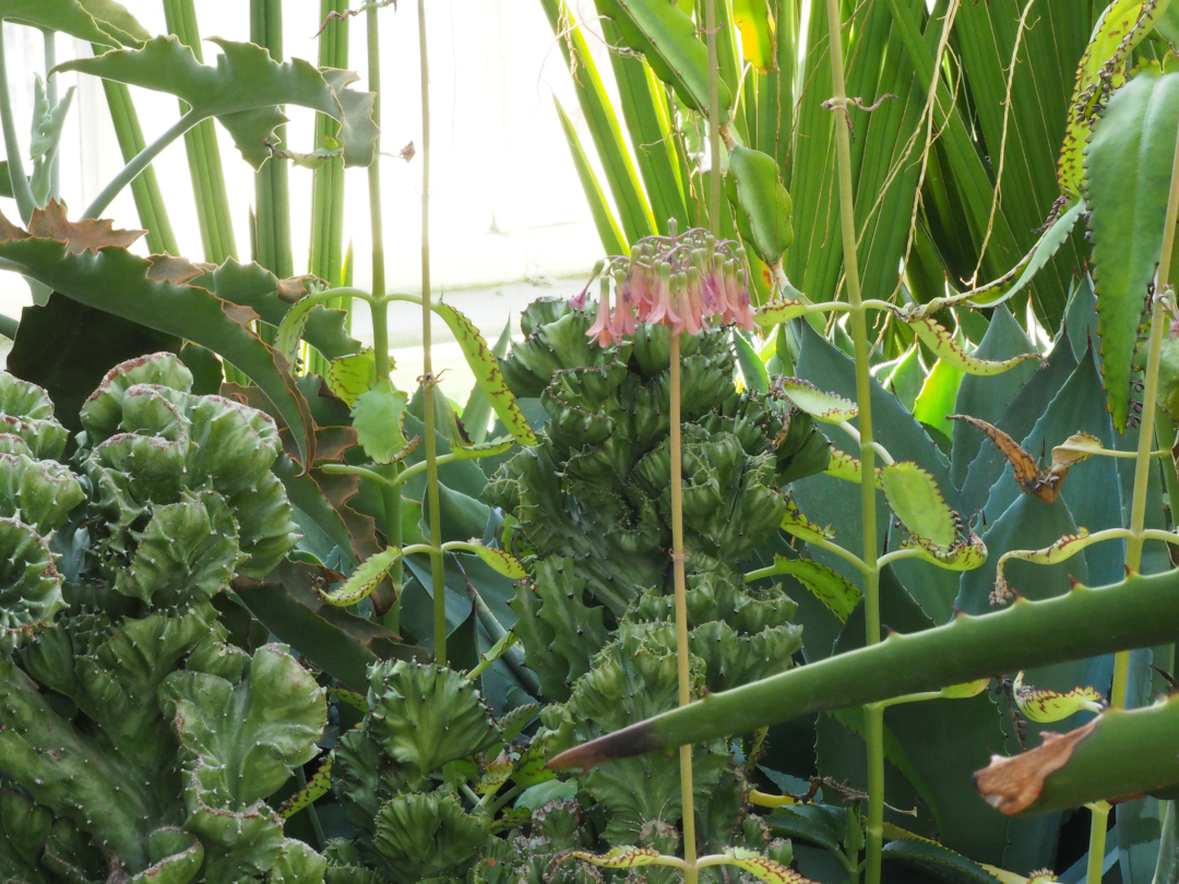 a cluster of different cacti and succulents