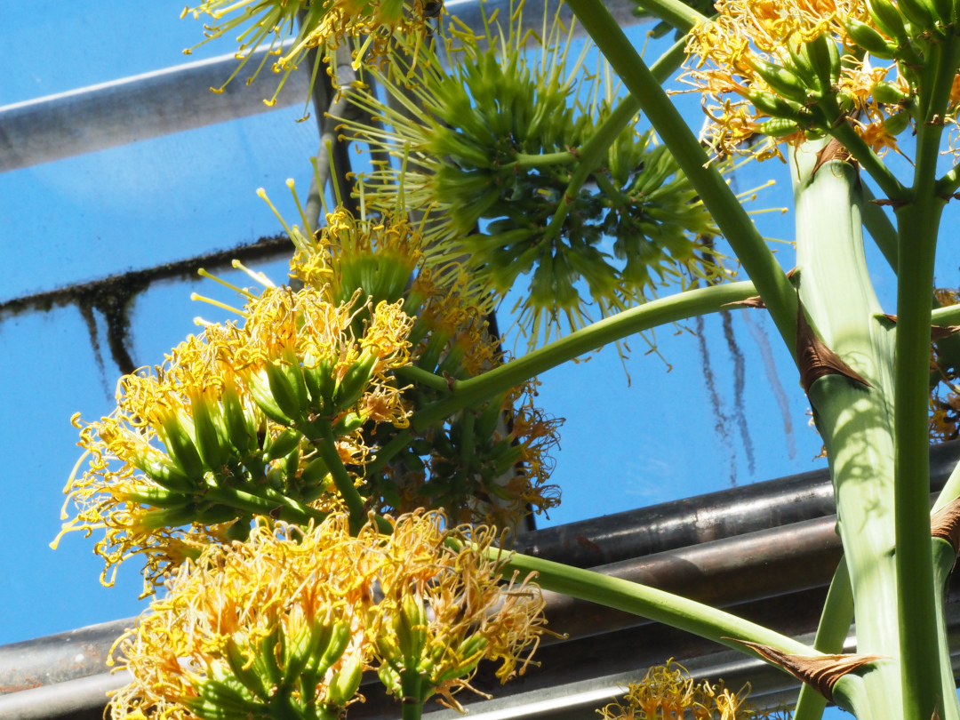 large tropical orange flowers