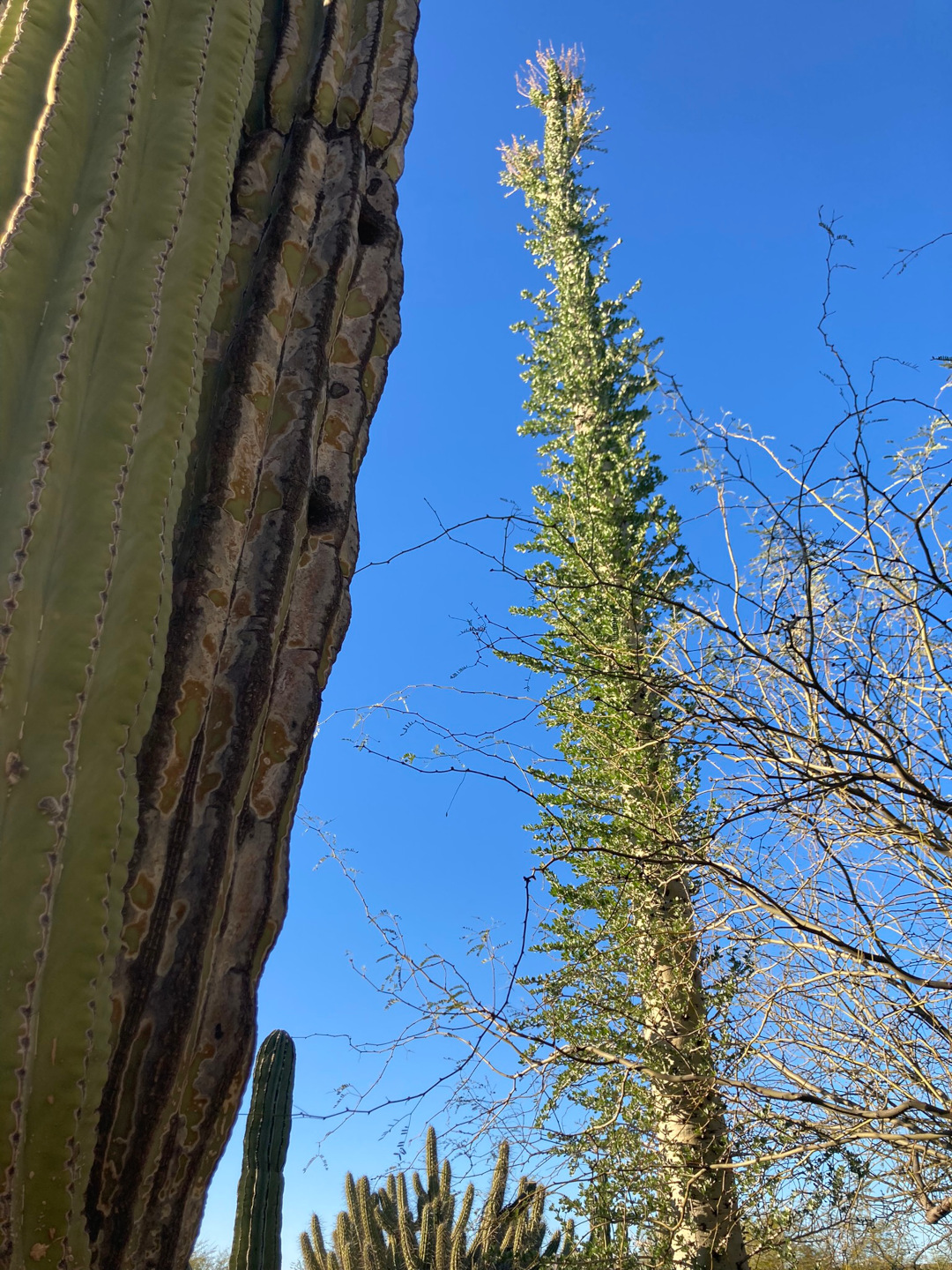 tall skinny desert plant