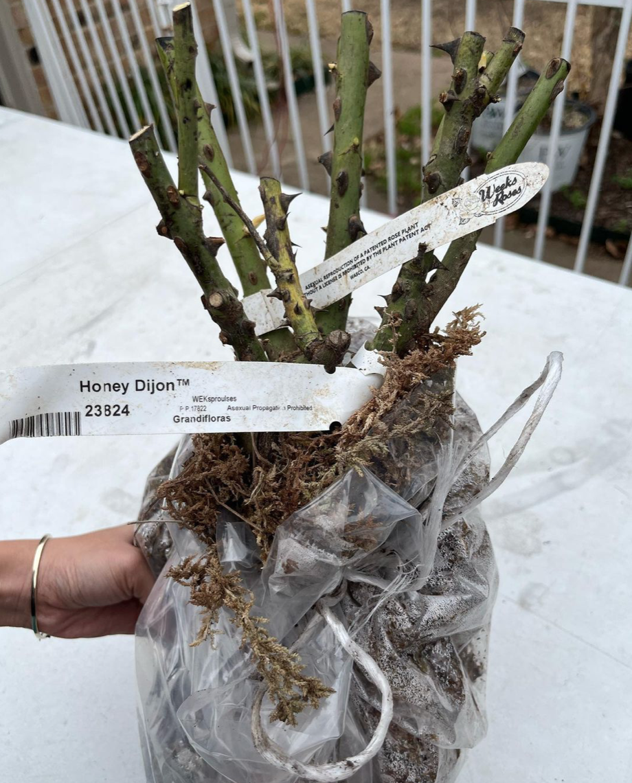 bareroot rose bush in a bag