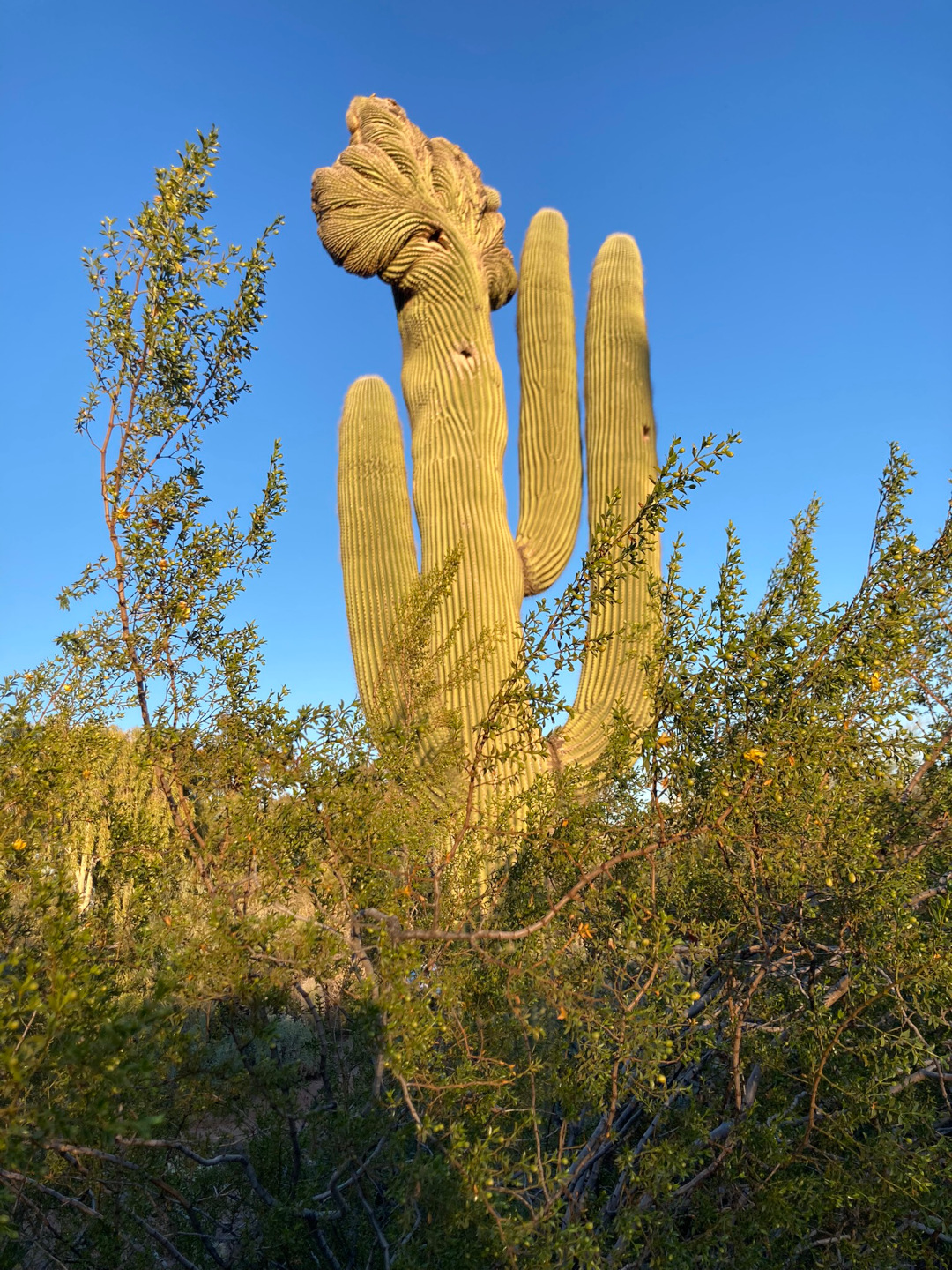 cactus with mutation growth on top