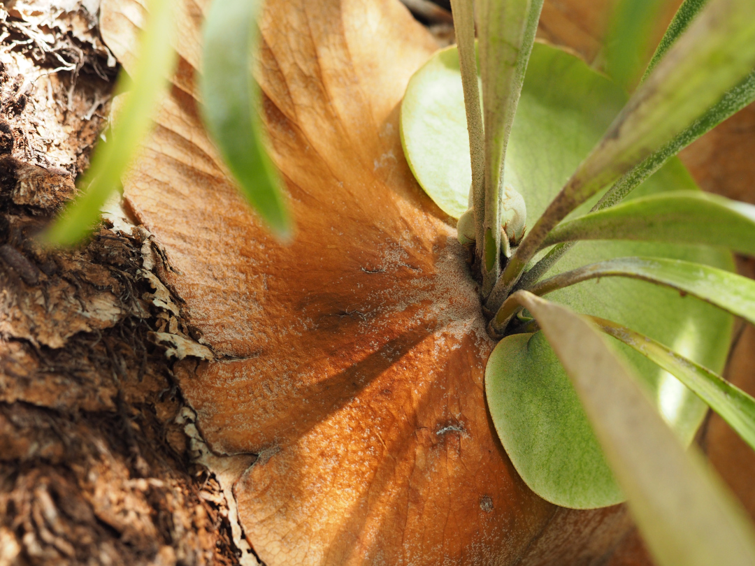 close up of an unusual fern