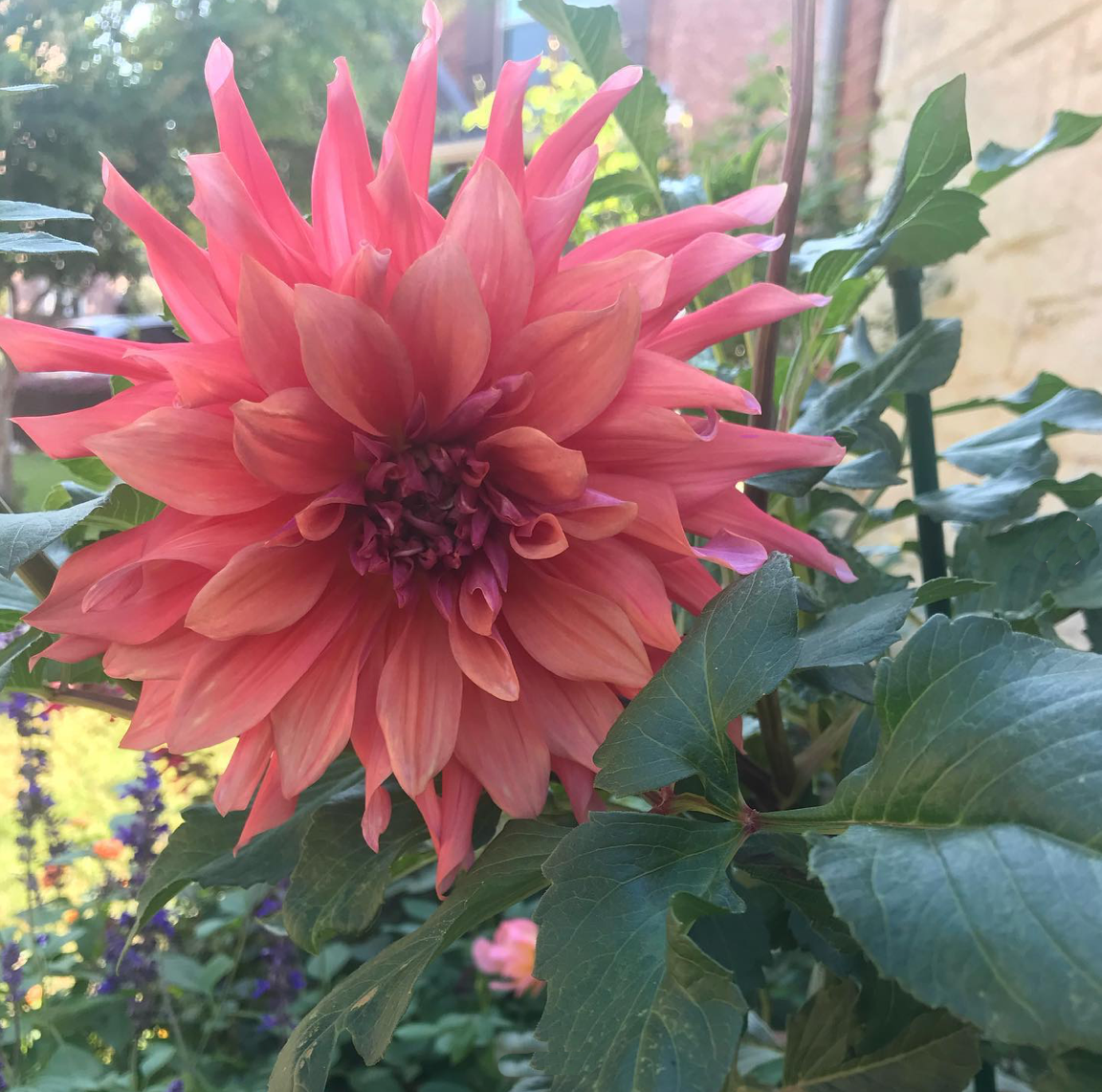 large peachy-pink colored flower