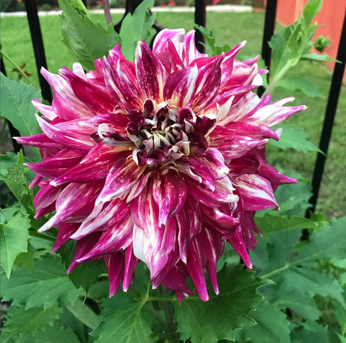 magenta and white flower