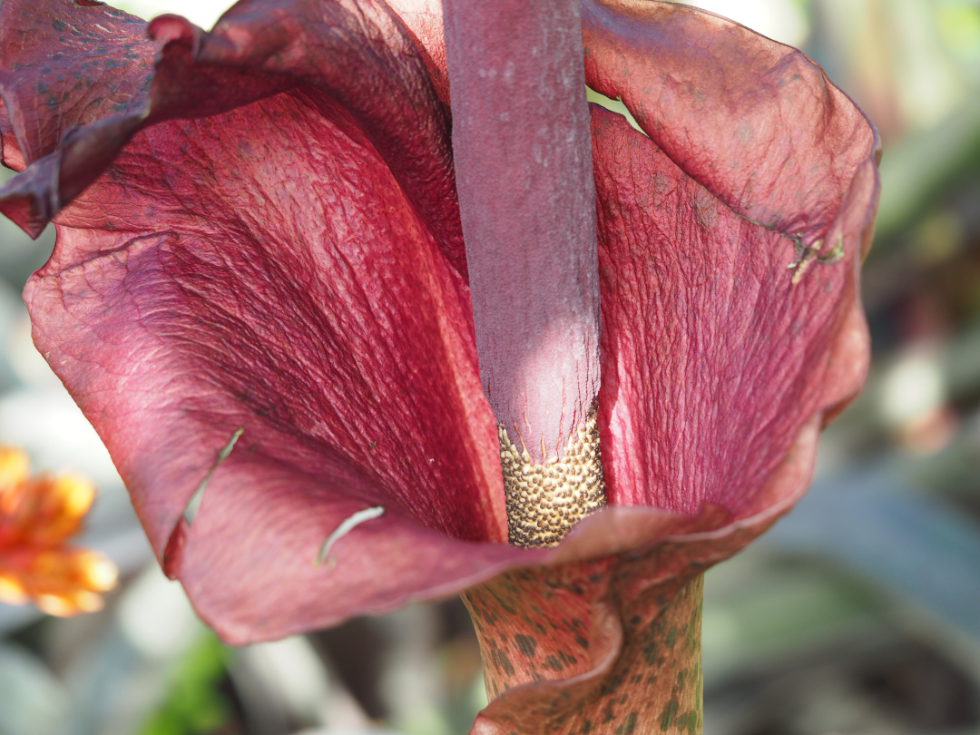 large red tropical flower