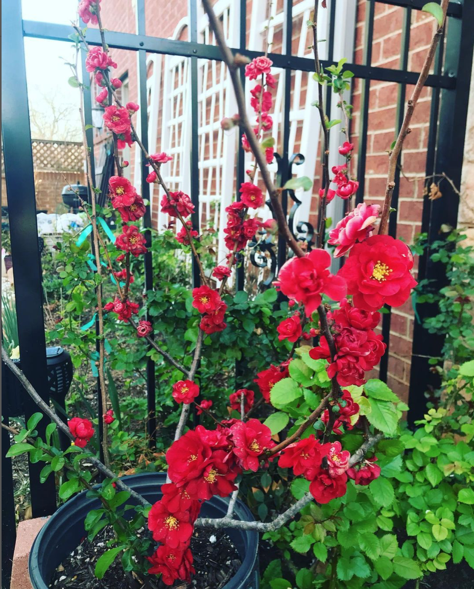 shrub with bright red flowers