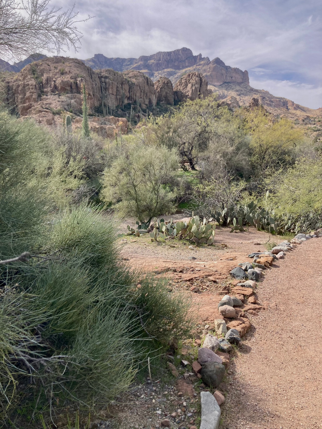 desert garden with large rock formations in the background