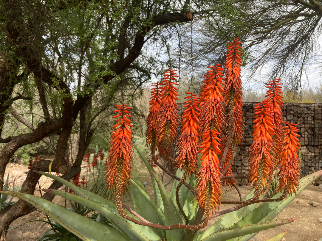 aloe plant with orange red flowers