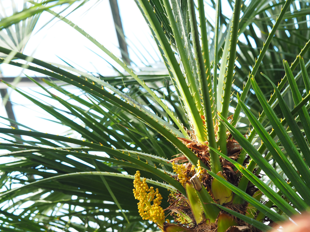 close up of a palm tree