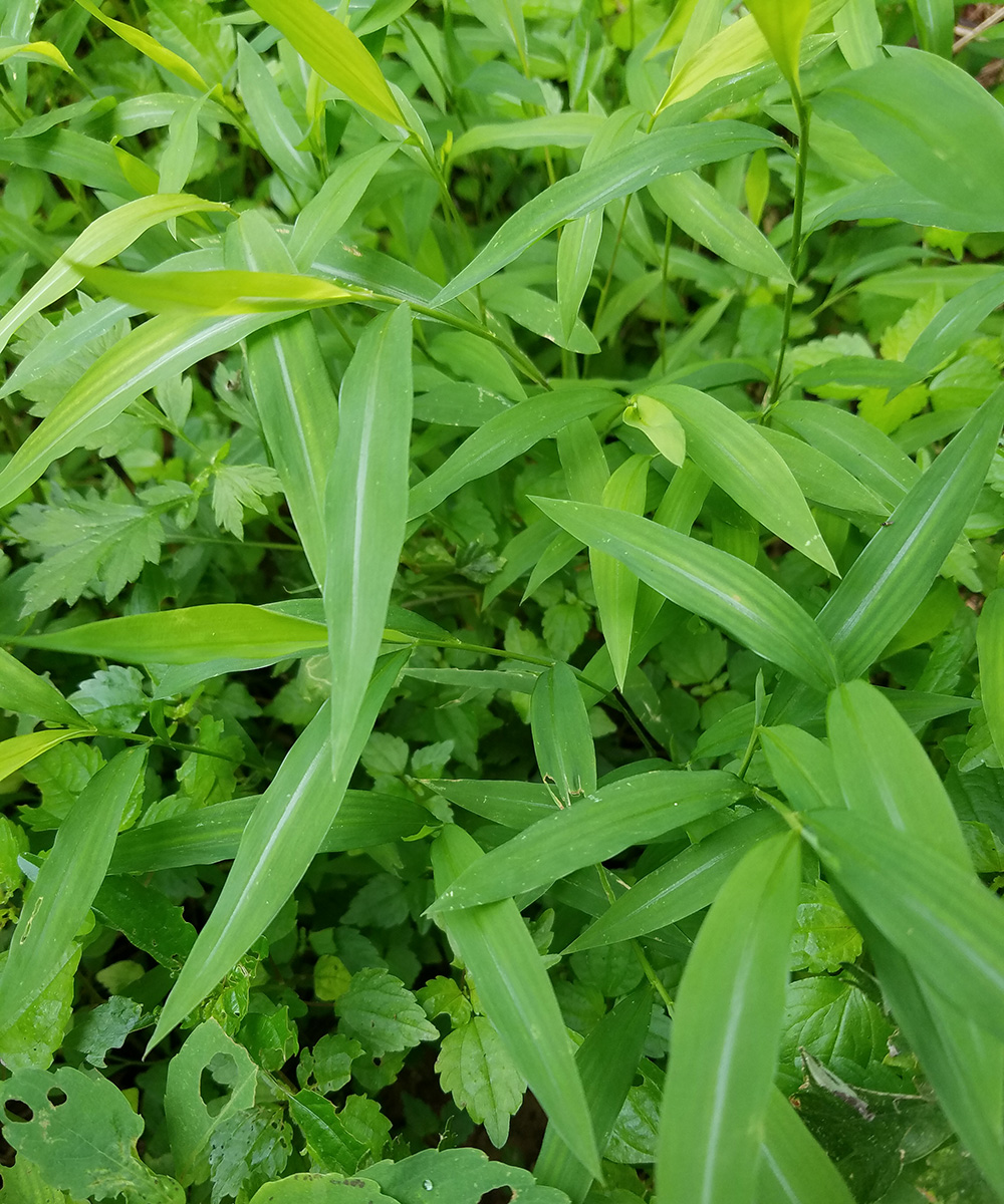 Watch for These Weeds in Late Summer and Early Fall - Fine Gardening