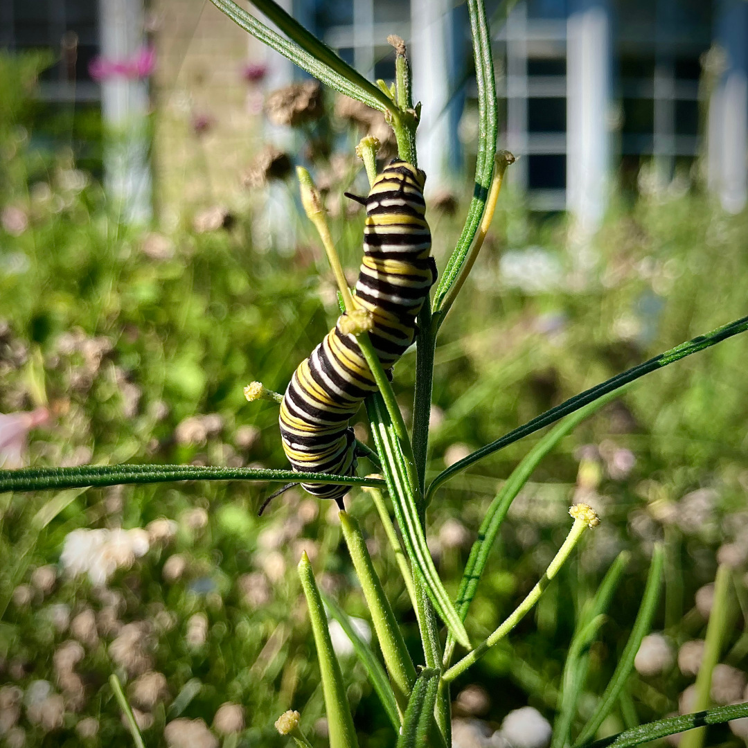 Heritage and Habitat - Fine Gardening