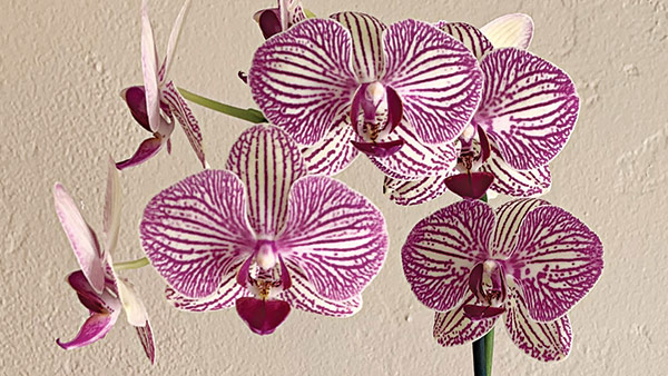 growing moth orchids