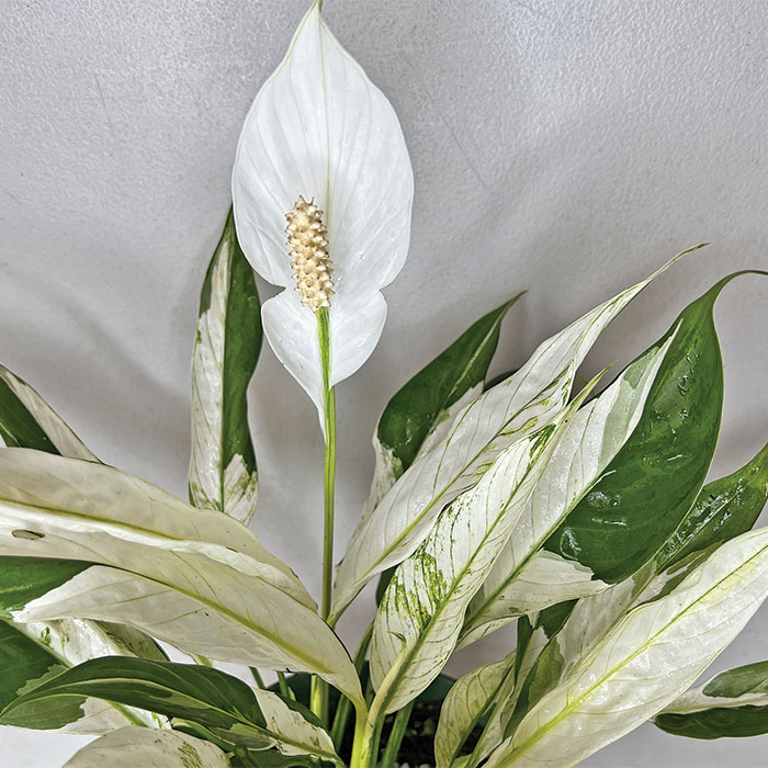 Growing Peace Lilies: Care and Unique Cultivars - Fine Gardening