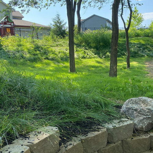 sloped landscape planted with various grasses