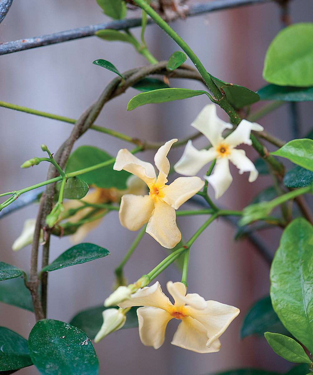 Asian star jasmine flowers