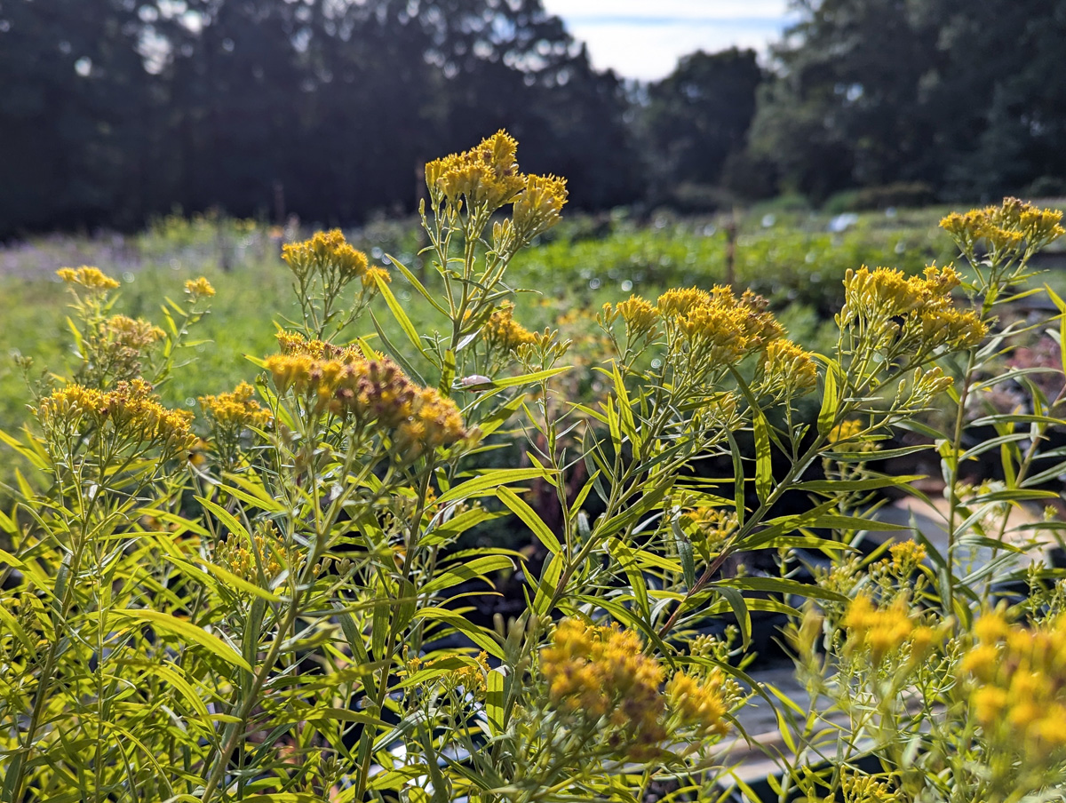 Slender goldentop 