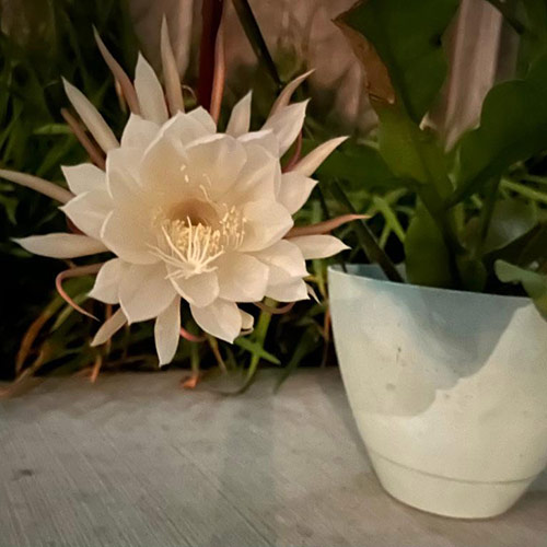 night-blooming cereus in bloom