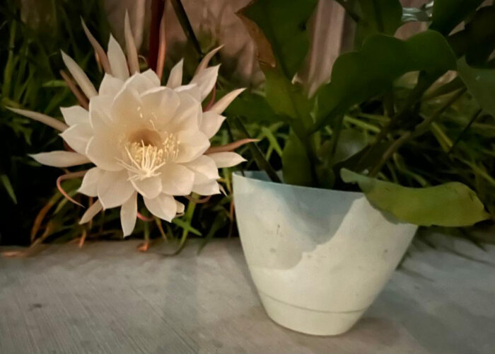 night-blooming cereus in bloom