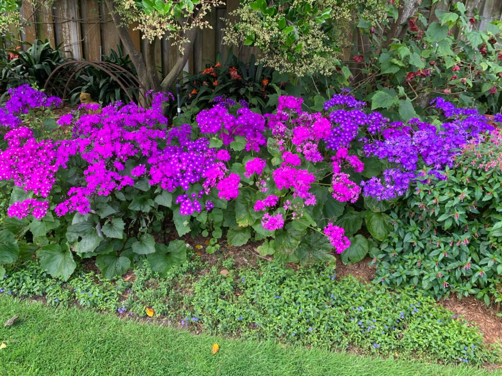 bright pink and purple cineraria