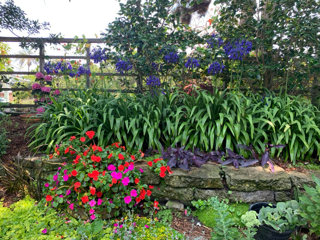 dark blue agapanthus