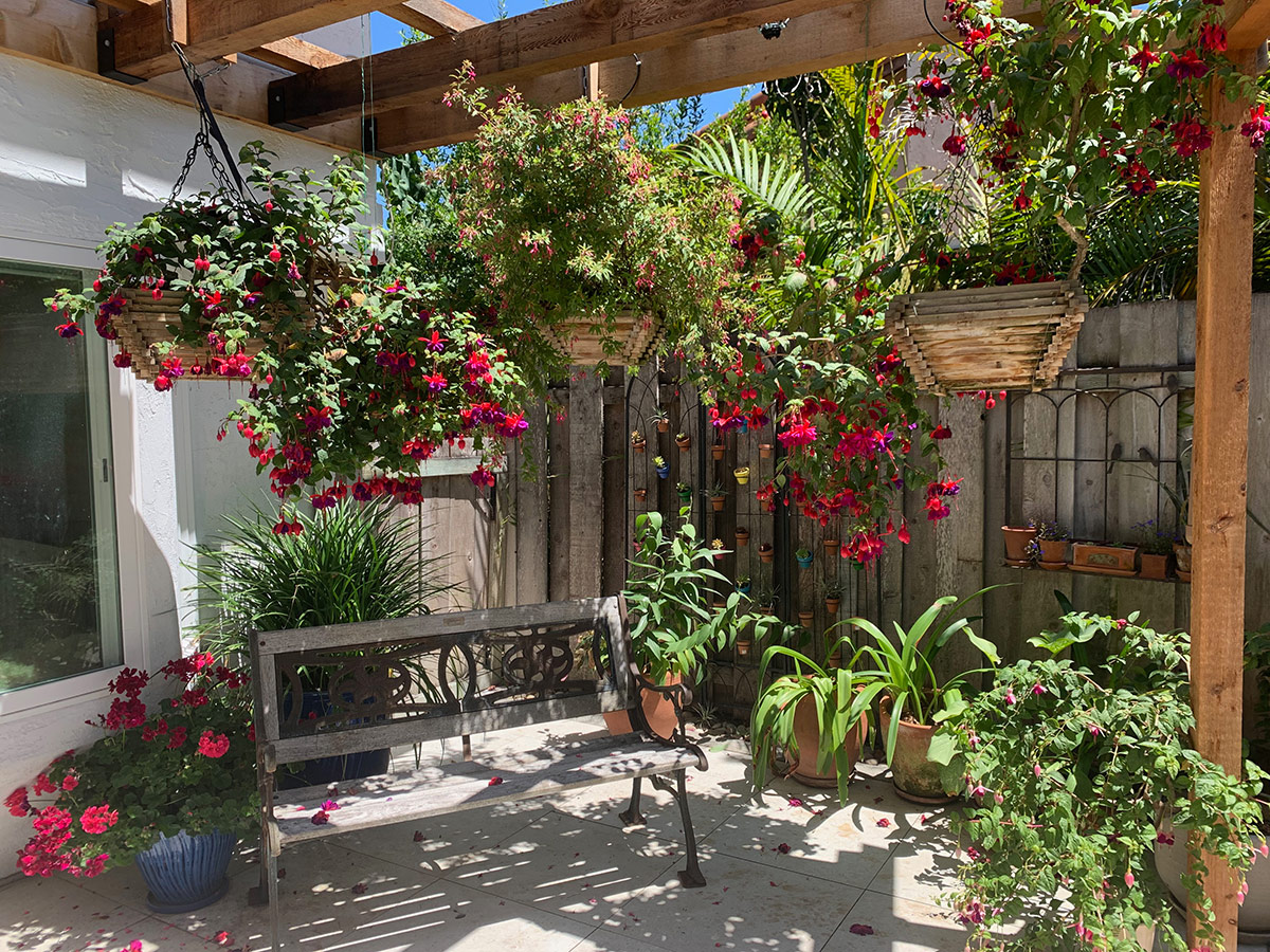 fuchsia in hanging baskets under pergola