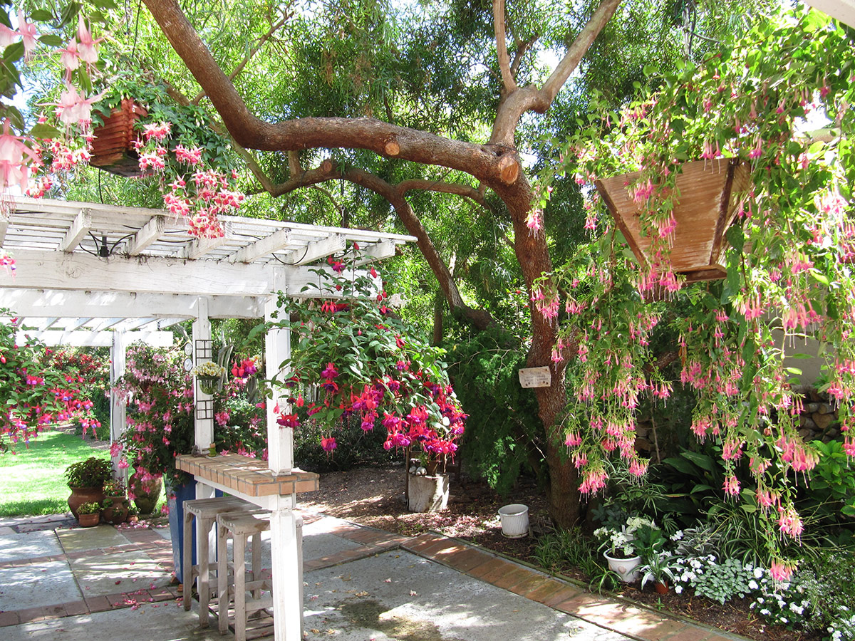 fuchsia in hanging baskets