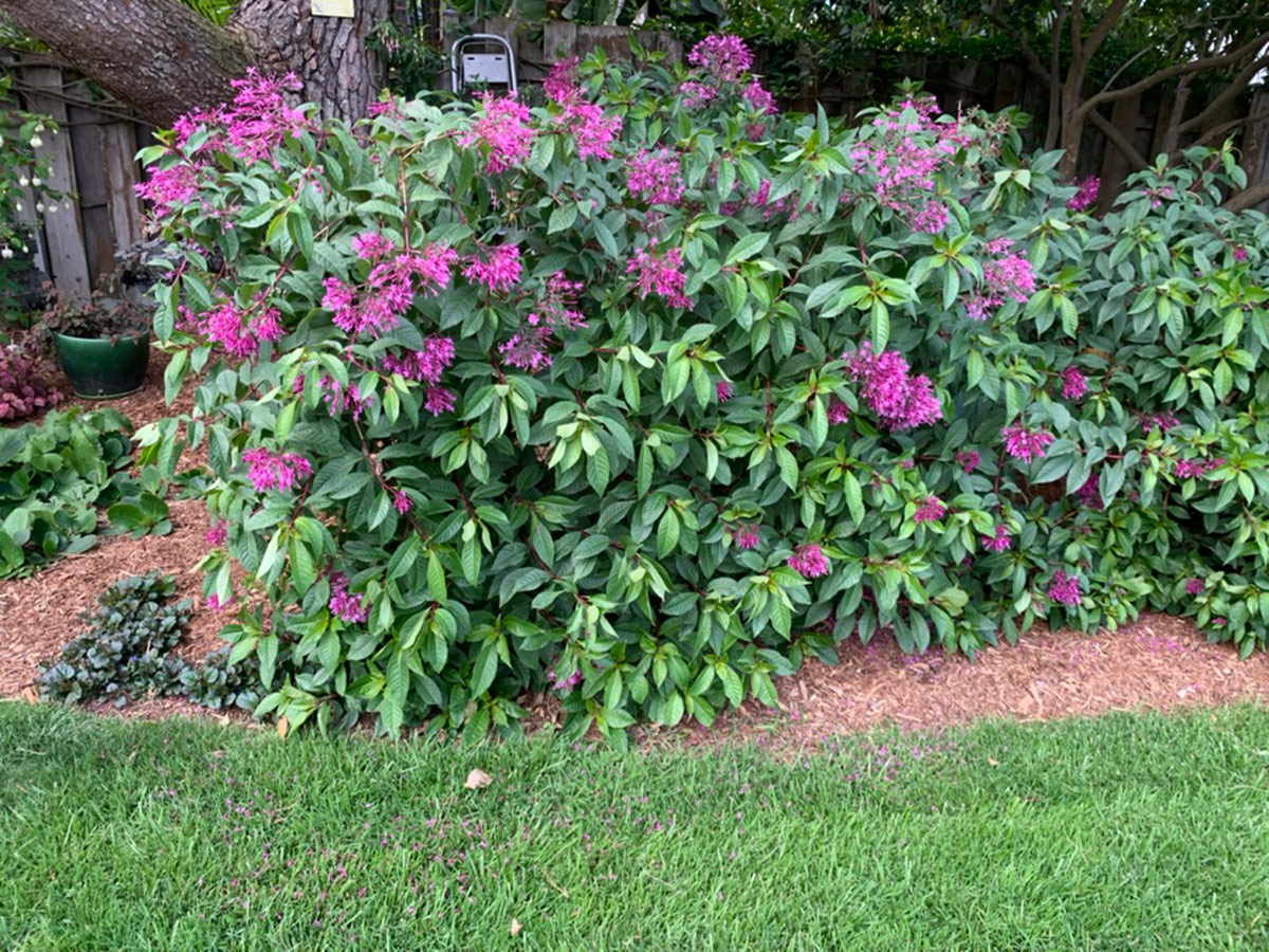 in-ground fuchsia