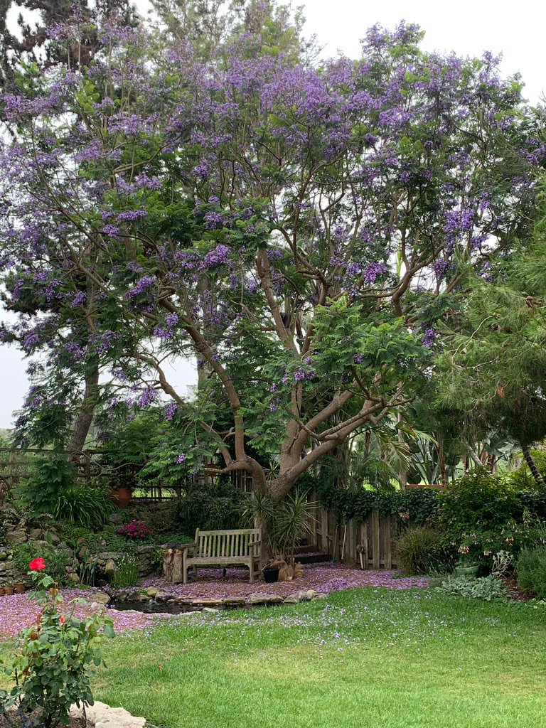 jacaranda tree