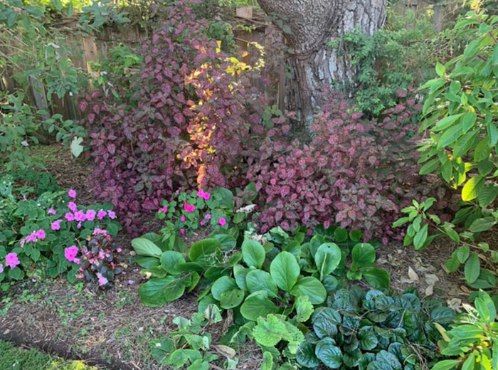 polkadot plant with bergenia and ajuga