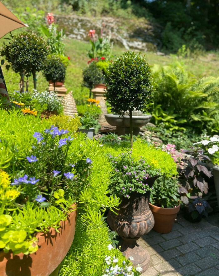 container garden on a patio