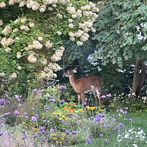 deer in flower garden