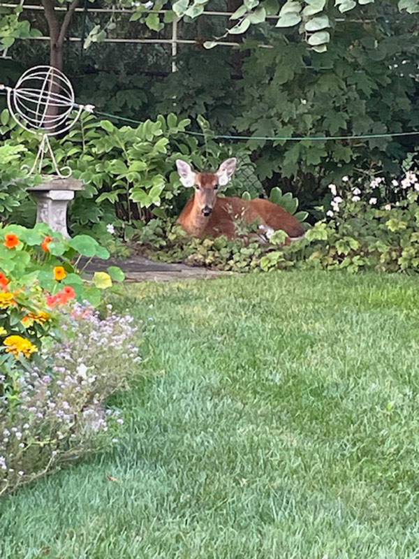 deer laying in a garden