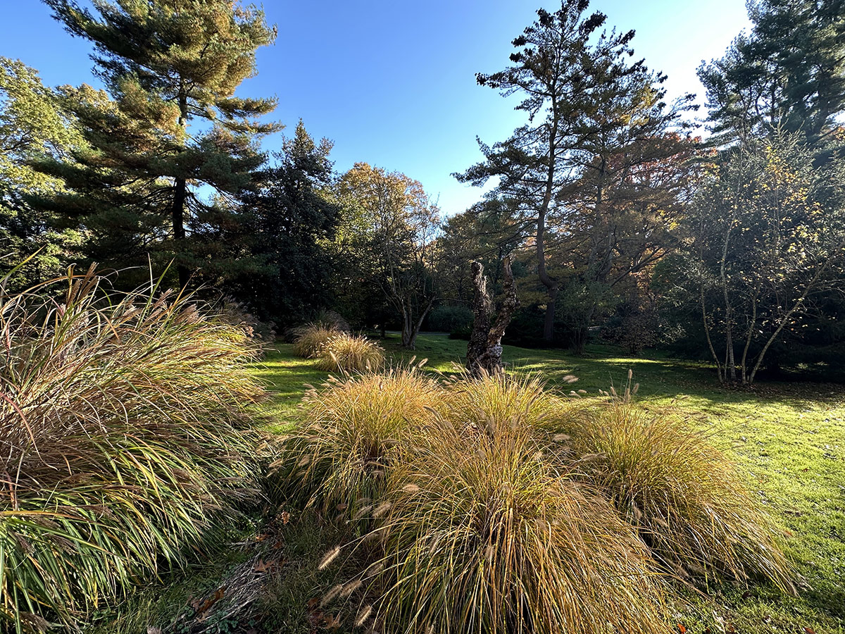 large ornamental grasses