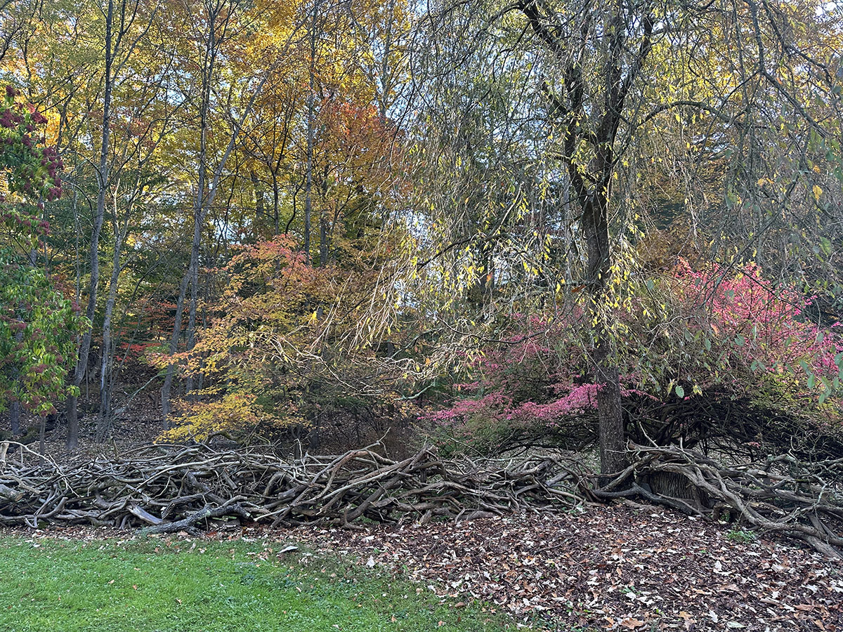 rustic tree branch fence