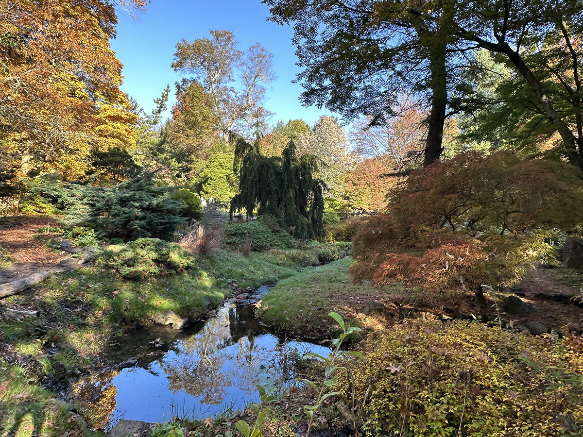 small pond