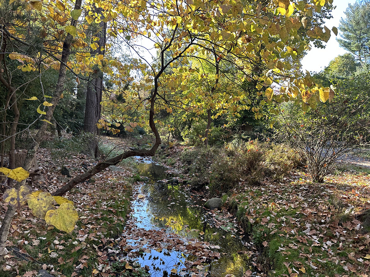 stream covered in fallen leaves