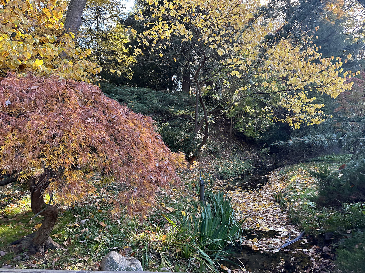 stream in fall