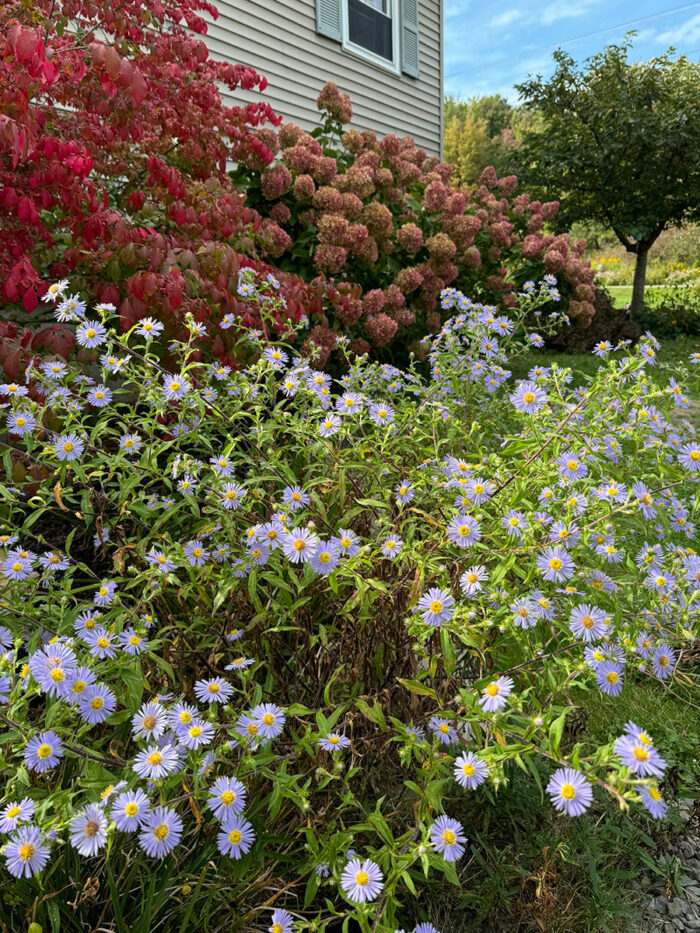 Prof Kippenburg asters, burning bush, and Little Lime hydrangeas