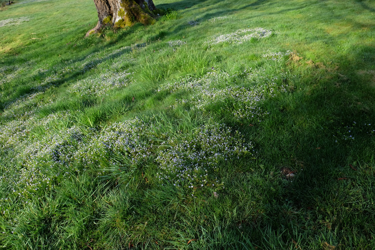 lawn with flowers