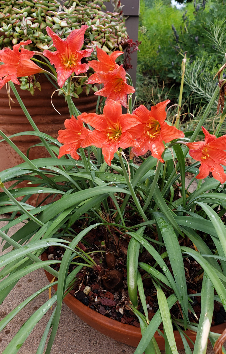 Fire Lily