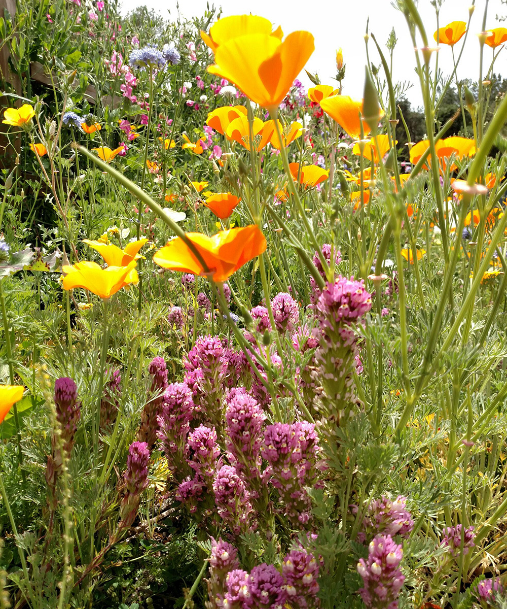 wiildflower mix for a lawn alternative