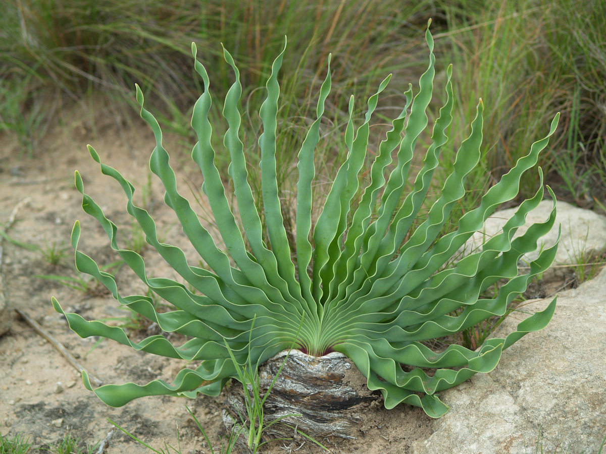 Fan-Leaved Boophane