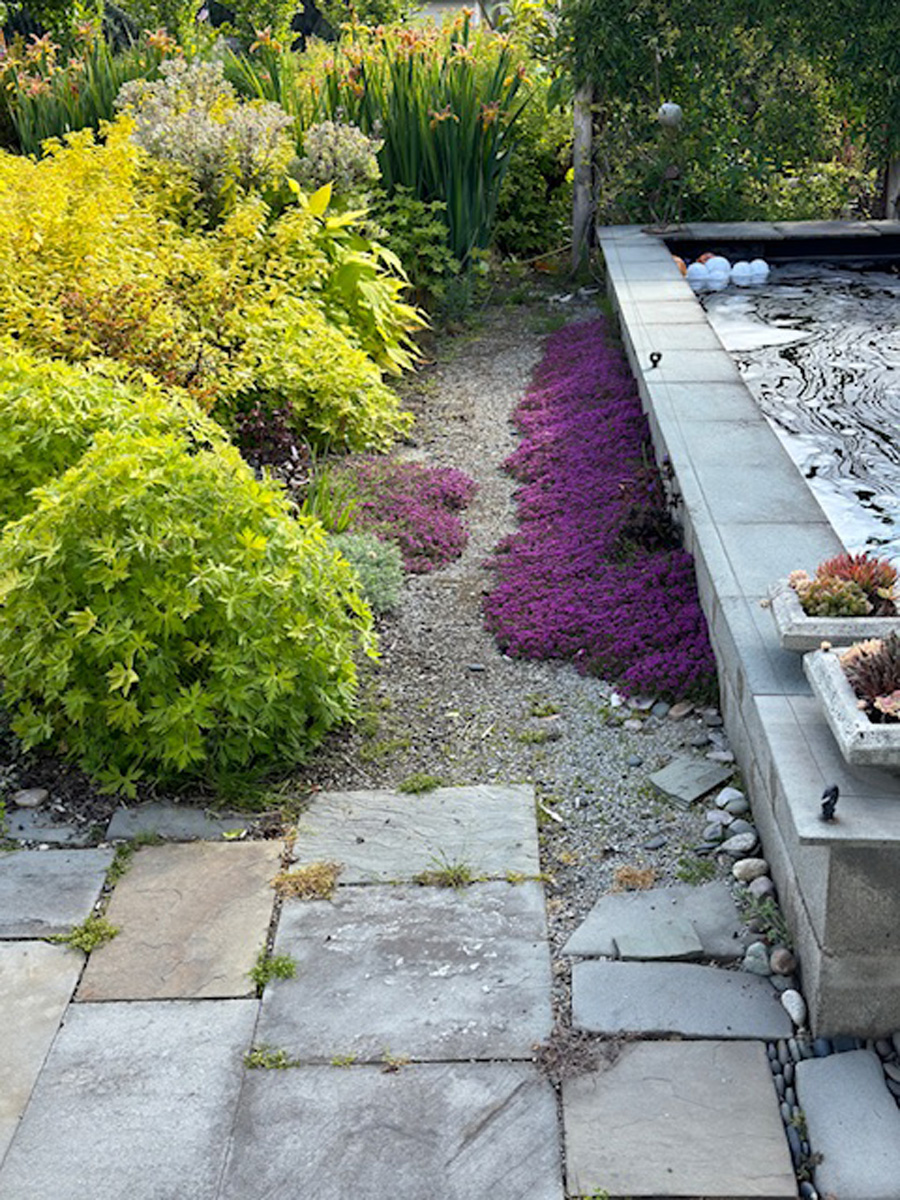 red thyme as a lawn alternative